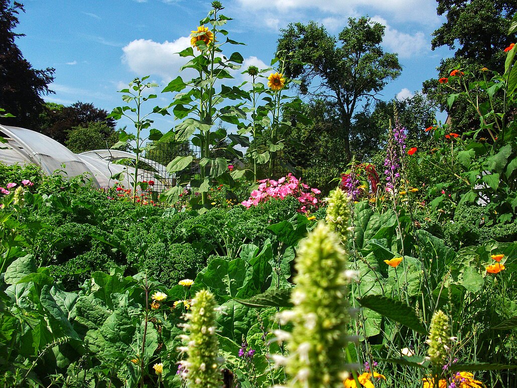 Auf dem Bild sieht man einen Bauerngarten mit Gemüse und Blumen