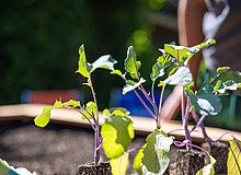 Gemüsepflanzensetzlinge für das Hochbeet