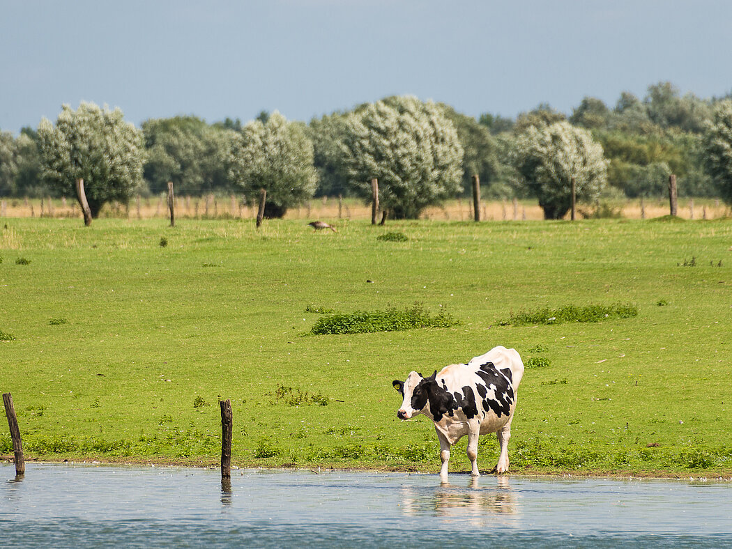Fleckvieh (Kuh) auf Weide am Niederrhein