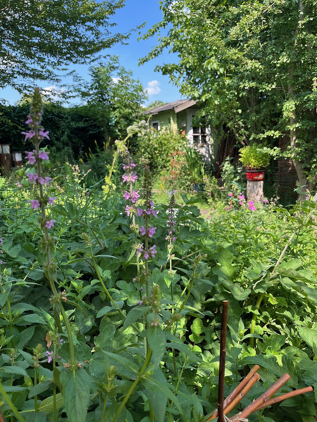 Ziestblüte Im Vordergrund sieht man Beete mit u.a. Zieht und im Hintergrund das Gartenhäuschen
