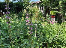 Ziestblüte Im Vordergrund sieht man Beete mit u.a. Zieht und im Hintergrund das Gartenhäuschen