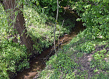 Auf dem Bild sieht man links einen aufragenden Baum, um dessen Wurzelbereich rechts ein schmaler Bachlauf von ca. 80 Zentimeter Breite eine Kurve macht; man sieht viel Grün.