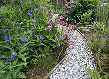 Muschelpfad als Teil des Barfußpfads mit Bergflockenblume (blau) und Kuckuckslichtnelke (pink)