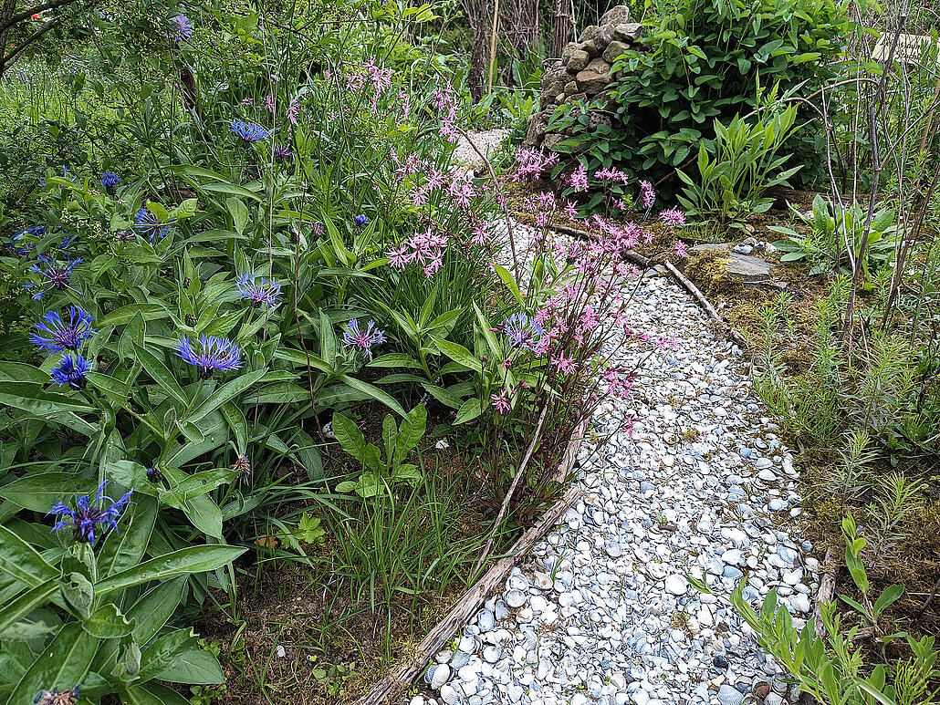 Muschelpfad als Teil des Barfußpfads mit Bergflockenblume (blau) und Kuckuckslichtnelke (pink)