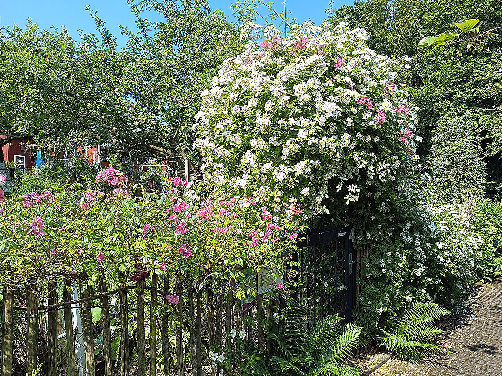 Rosenbogen mit heimischer Kriechrose (weiß) und Moschusrose Plaisanterie (rosa)