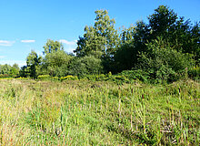 Biodiversitätsinsel Hestermanngebiet Recklinghausen Feuchtwiese