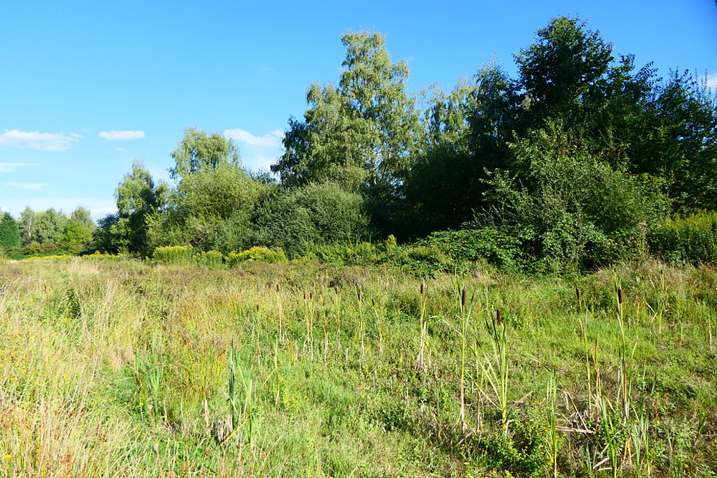 Biodiversitätsinsel Hestermanngebiet Recklinghausen Feuchtwiese