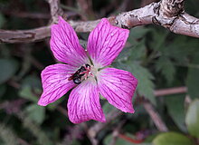 Wildbiene auf rosafarbener Blüte