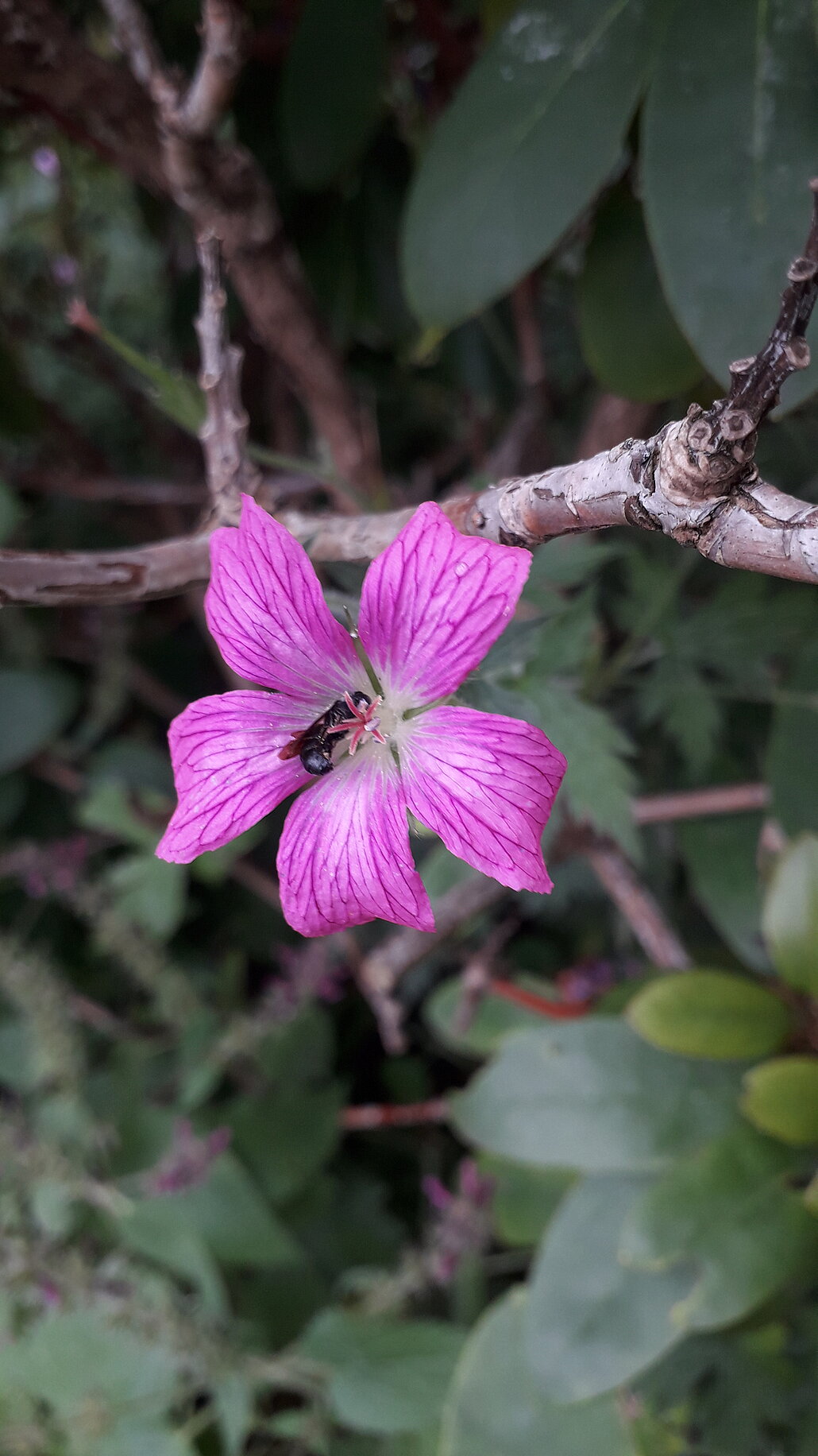 Wildbiene auf rosafarbener Blüte