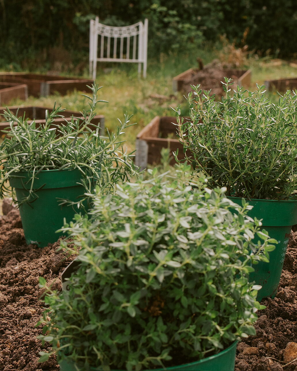 Kräuter mit Gartenbank