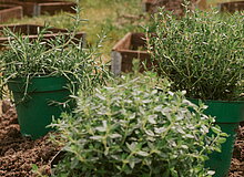 Kräuter mit Gartenbank