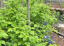 Himbeerhecke entlang eines Zaun am Grundstücksrand