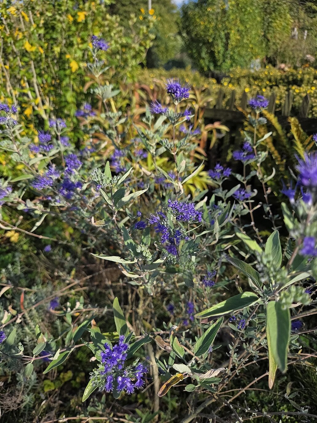 Verschiedenen Blumen
