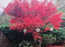 rot leuchtender Fächer-Ahorn