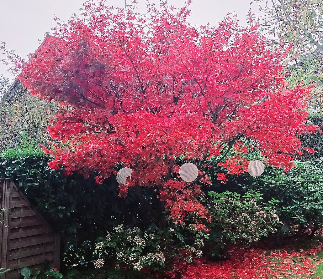rot leuchtender Fächer-Ahorn
