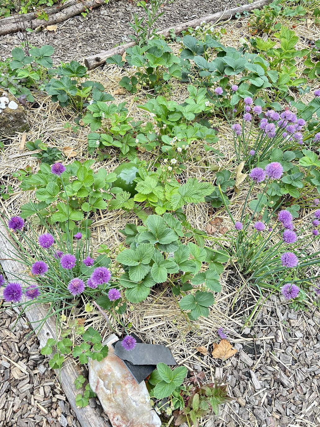 Erdbeerbeet mit Stroh gemulcht, Mischkultur mit Schnittlauch 