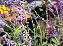 Blumen