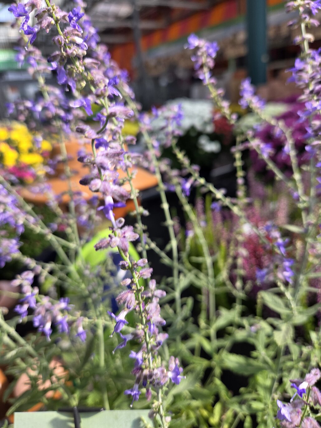 Blumen