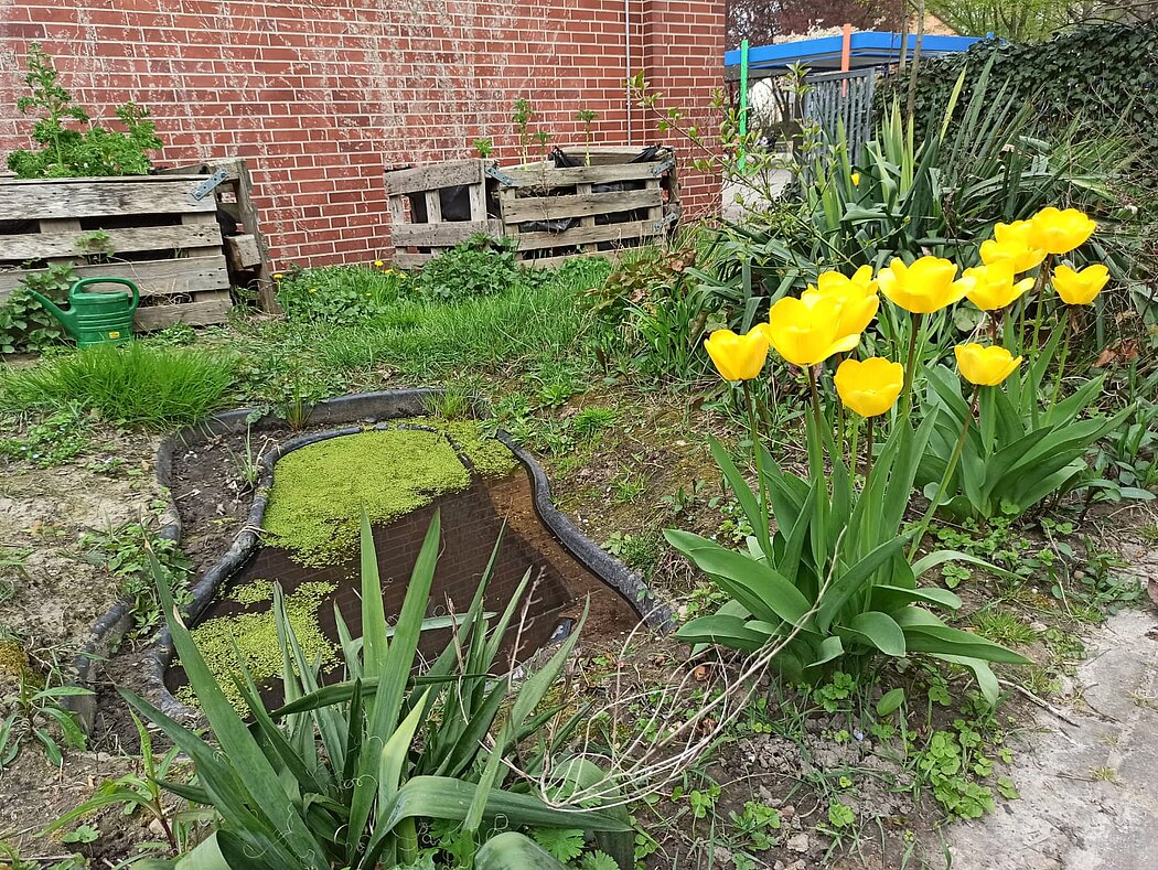 Wilhelm-Rein-Förderschule-2020 Im Vordergrund Tulpen, in der Bildmitte ein kleiner Teich und im Hintergrund mehrere Palettenhochbeete