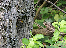 Biodiversitätsinsel Hestermanngebiet Recklinghausen Hornisse