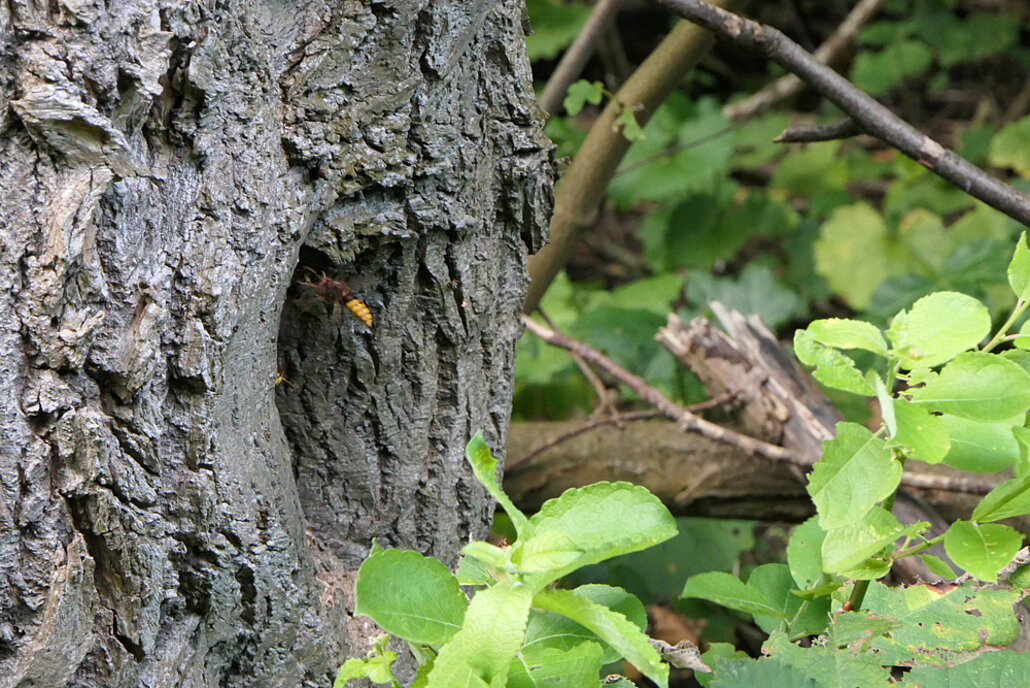 Biodiversitätsinsel Hestermanngebiet Recklinghausen Hornisse