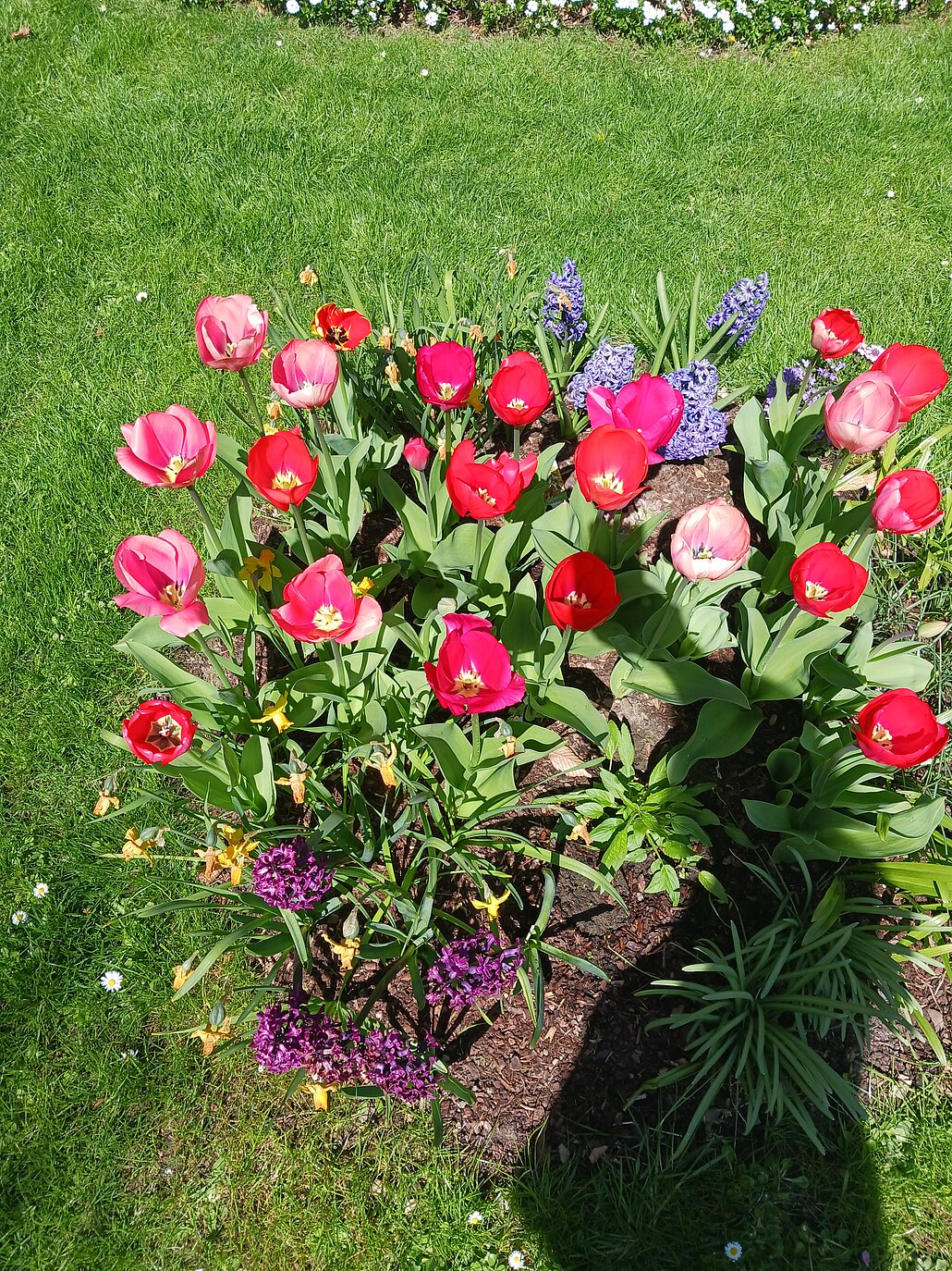 sehr viele rote Tulpen ca. 50 cm hoch