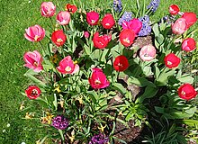 sehr viele rote Tulpen ca. 50 cm hoch