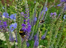 Horster Blütendreieck, Essen Hummeln am ährigen Ehrenpreis
