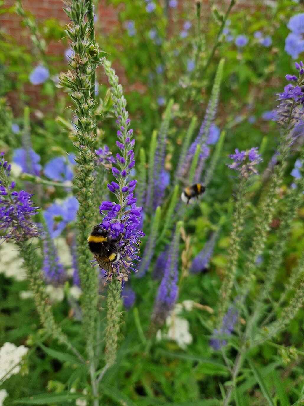 Horster Blütendreieck, Essen Hummeln am ährigen Ehrenpreis