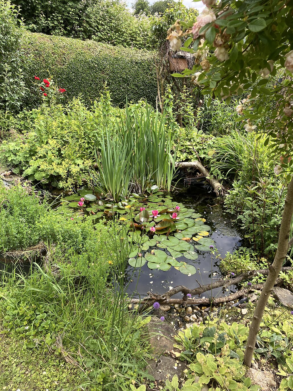 Teich mit Schwertlilien und Seerosen
