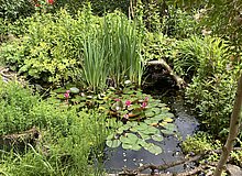 Teich mit Schwertlilien und Seerosen