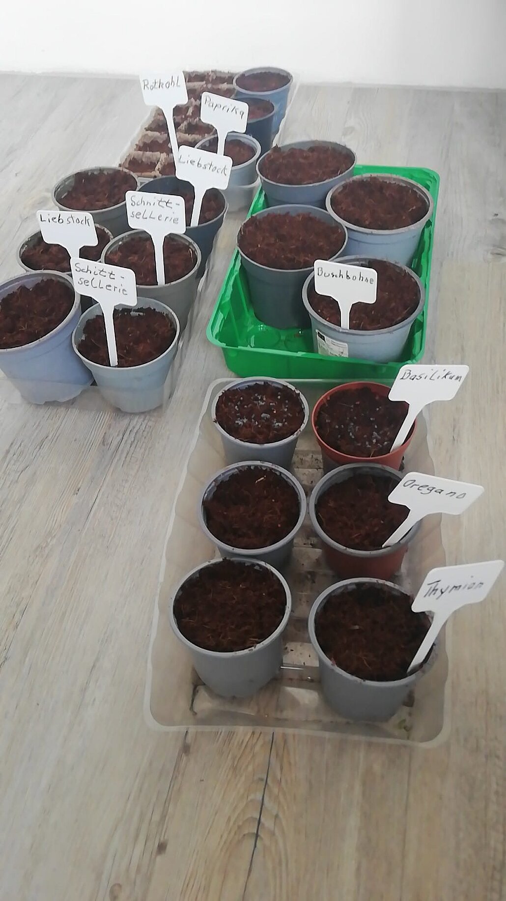GartenMissundehof2_Dortmund_SchleswigerVierteleV Pflanzenanzucht in kleinen Töpfen