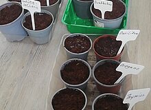 GartenMissundehof2_Dortmund_SchleswigerVierteleV Pflanzenanzucht in kleinen Töpfen