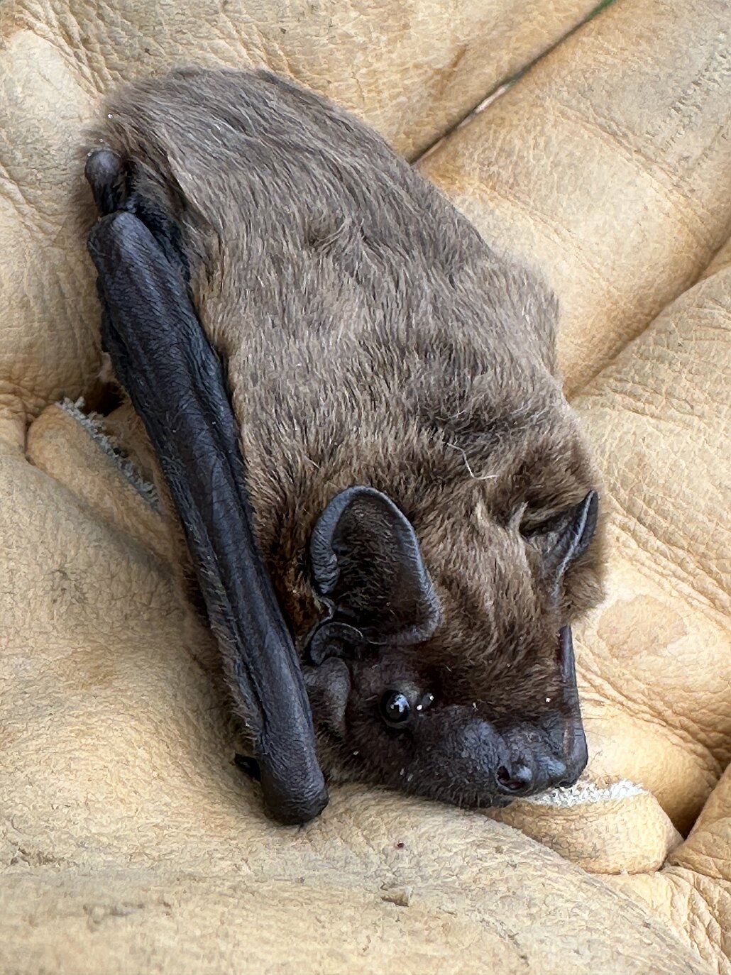 Vesperto Fledermausschutz_Duisburg_Tom Perkowski_2025 Fledermaus (Kleiner Abendsegler) liegt auf hellbraunen Lederhandschuh