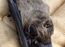 Vesperto Fledermausschutz_Duisburg_Tom Perkowski_2025 Fledermaus (Kleiner Abendsegler) liegt auf hellbraunen Lederhandschuh