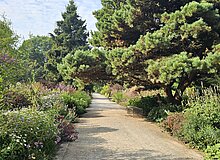 StaudenbeetRombergpark_Dortmund_Gesella_2025 Links und rechts eines Weges liegen bunte Beete mit Stauden und einer großen Konifere auf der rechten Seite