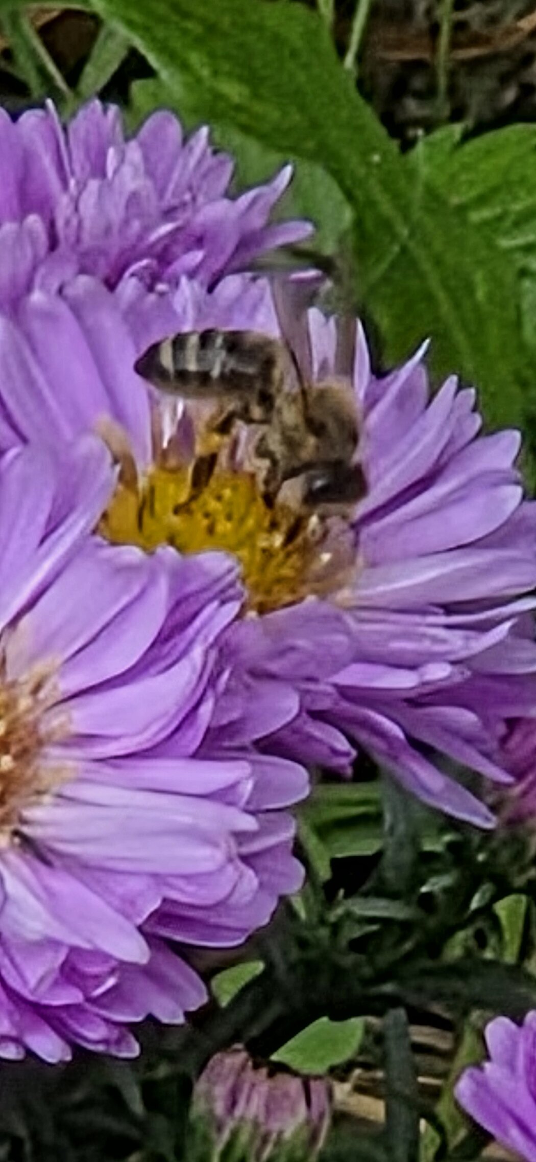 Naturfoto