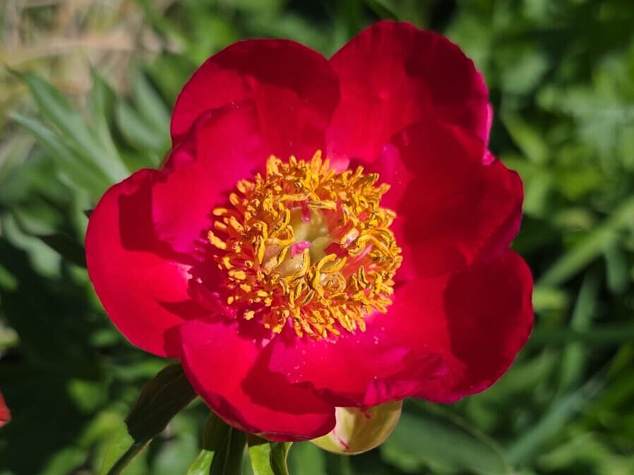 Rote Blüte