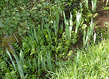 Biodiversitätsinsel Hestermanngebiet Recklinghausen Bachvegetation