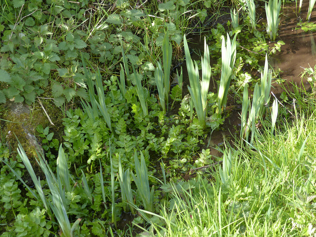Biodiversitätsinsel Hestermanngebiet Recklinghausen Bachvegetation