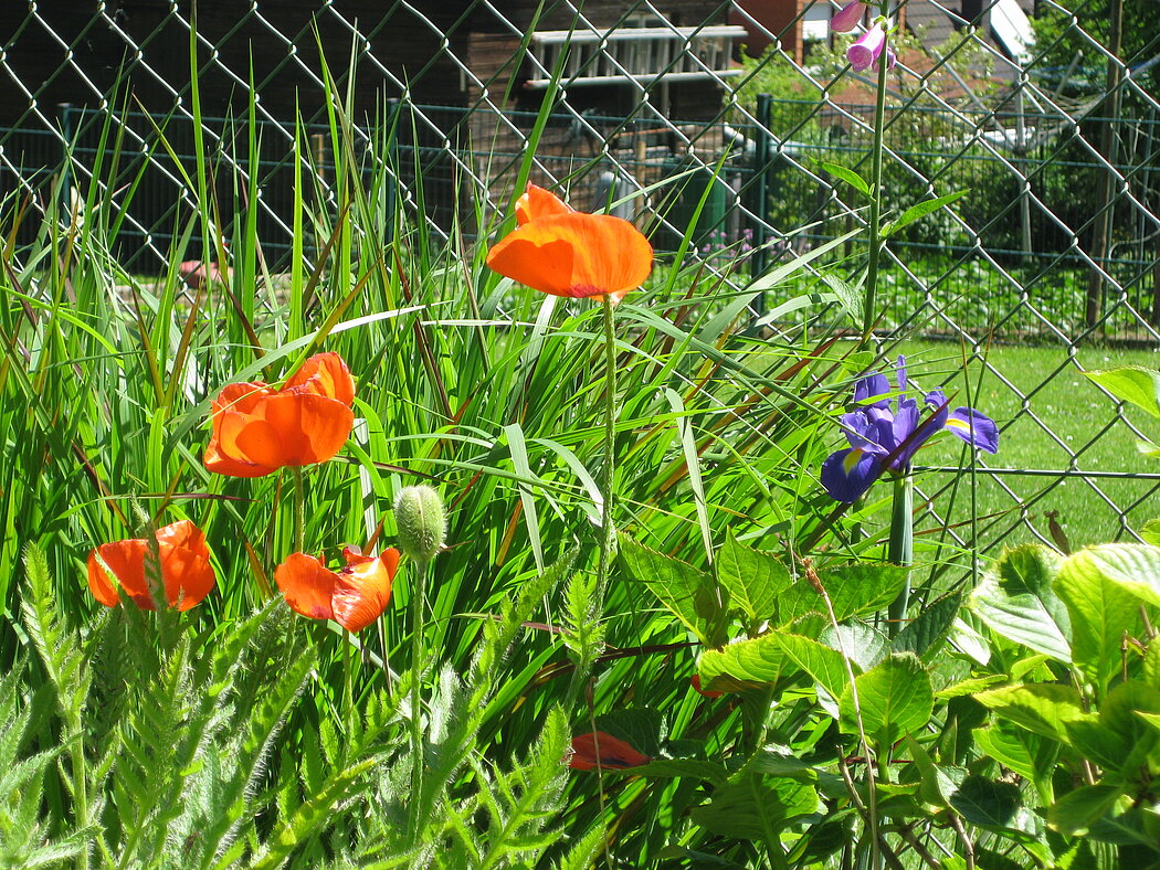Unterschiedliche Blumen