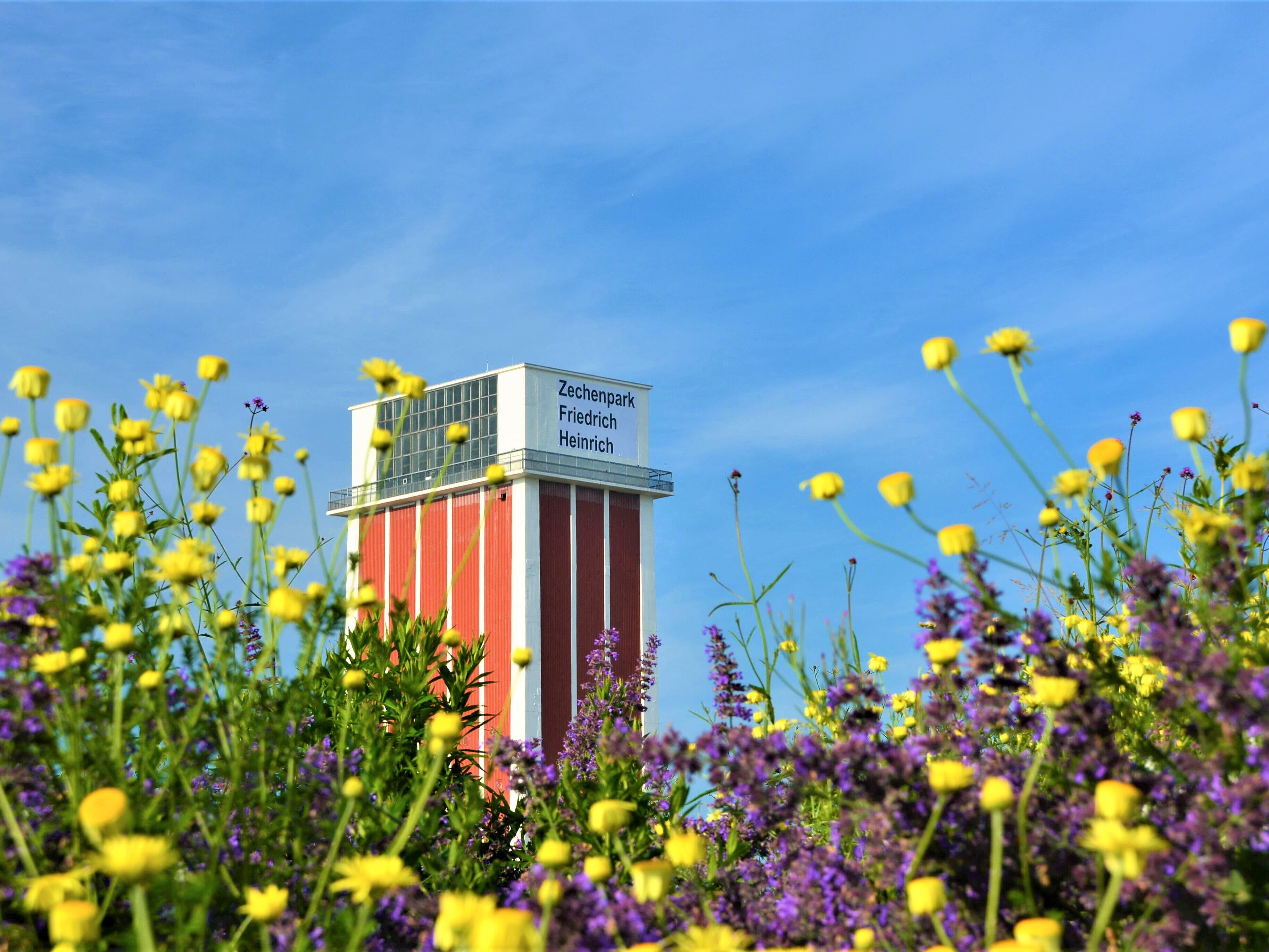 Im Hintergrund der Förderturm im Zechenpark Friedrich Heinrich mit Schriftzug, im Vordergrund gelbe und violette Blumen
