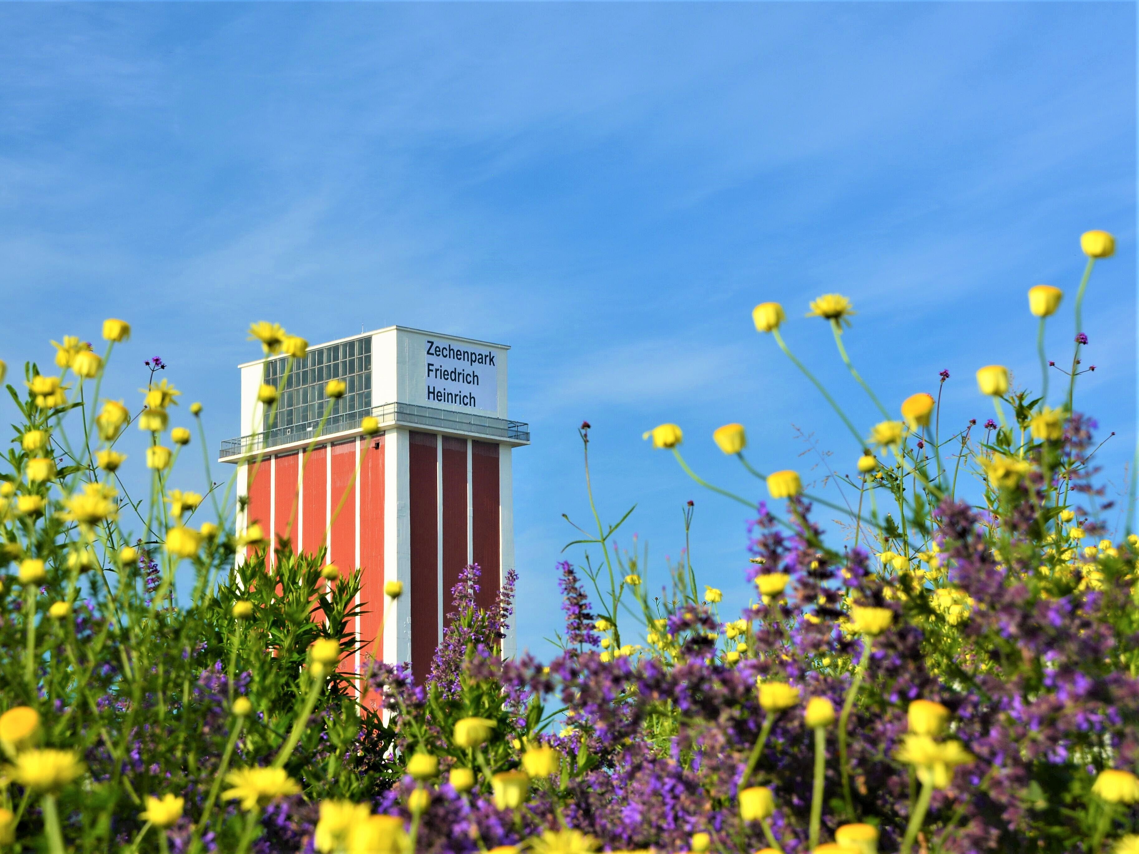 Im Hintergrund der Förderturm im Zechenpark Friedrich Heinrich mit Schriftzug, im Vordergrund gelbe und violette Blumen