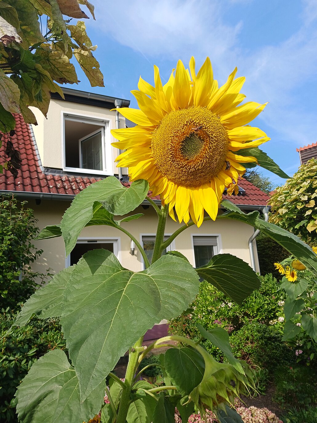 riesige Sonnenblume