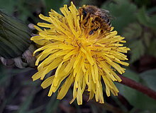 Biene auf gelber Löwenzahn-Blüte