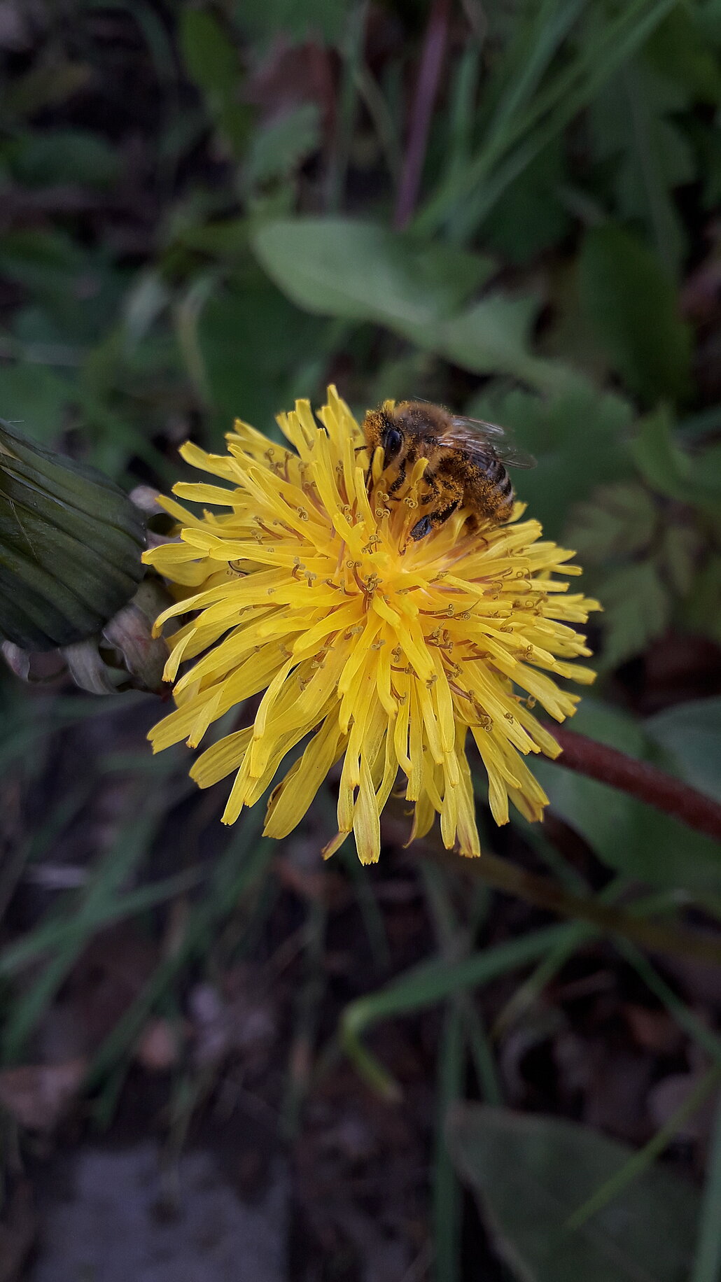 Biene auf gelber Löwenzahn-Blüte