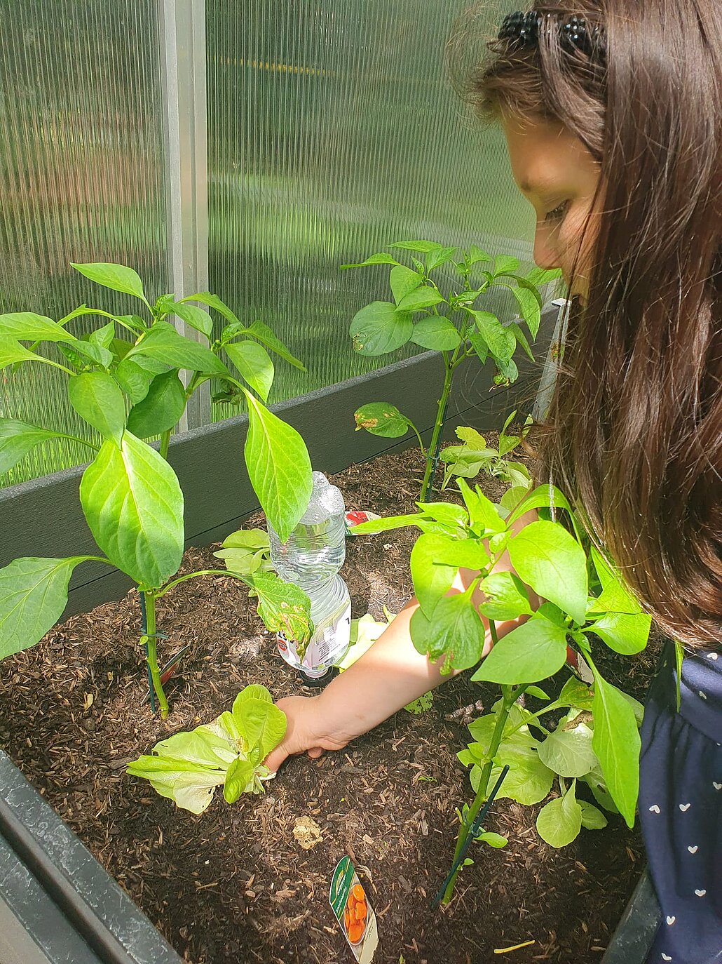 Schrebergarten-Bienenreich_WGD Mitte_2026 Pflege der Bepflanzung