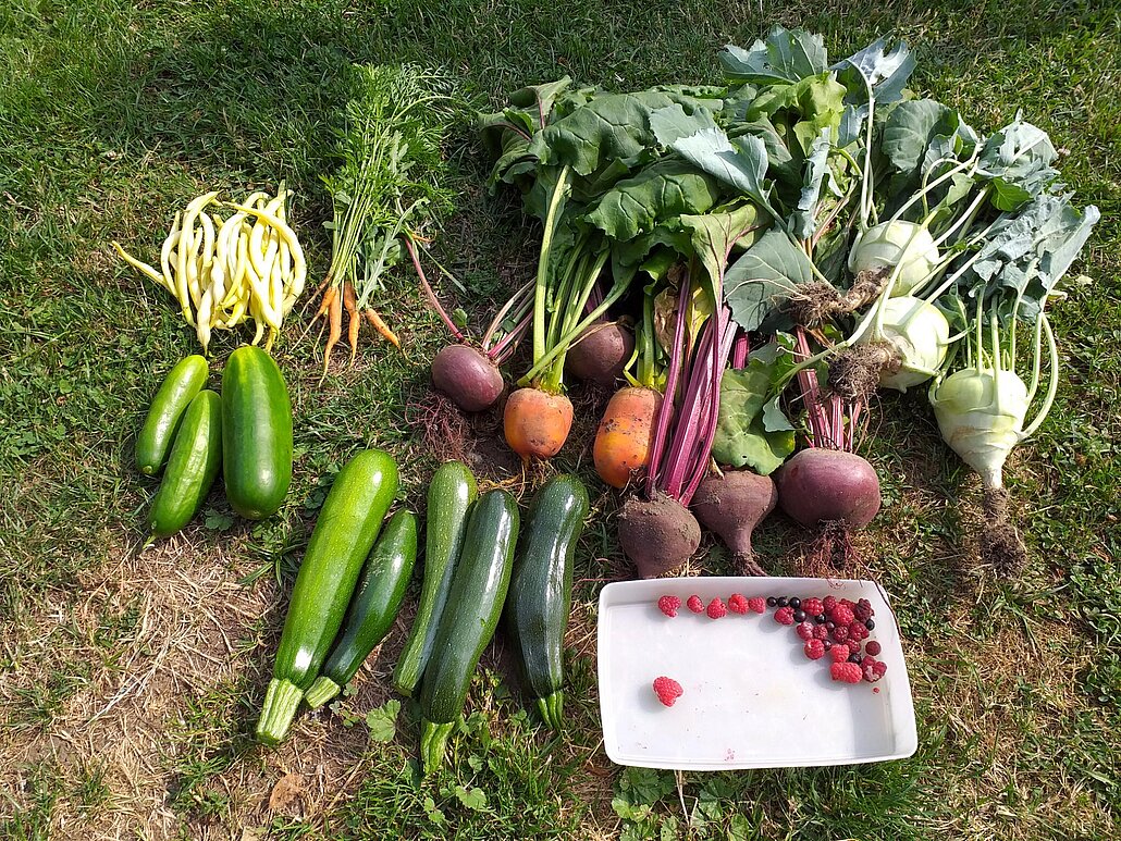 VestGarten reiche Ernte