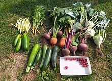 VestGarten reiche Ernte