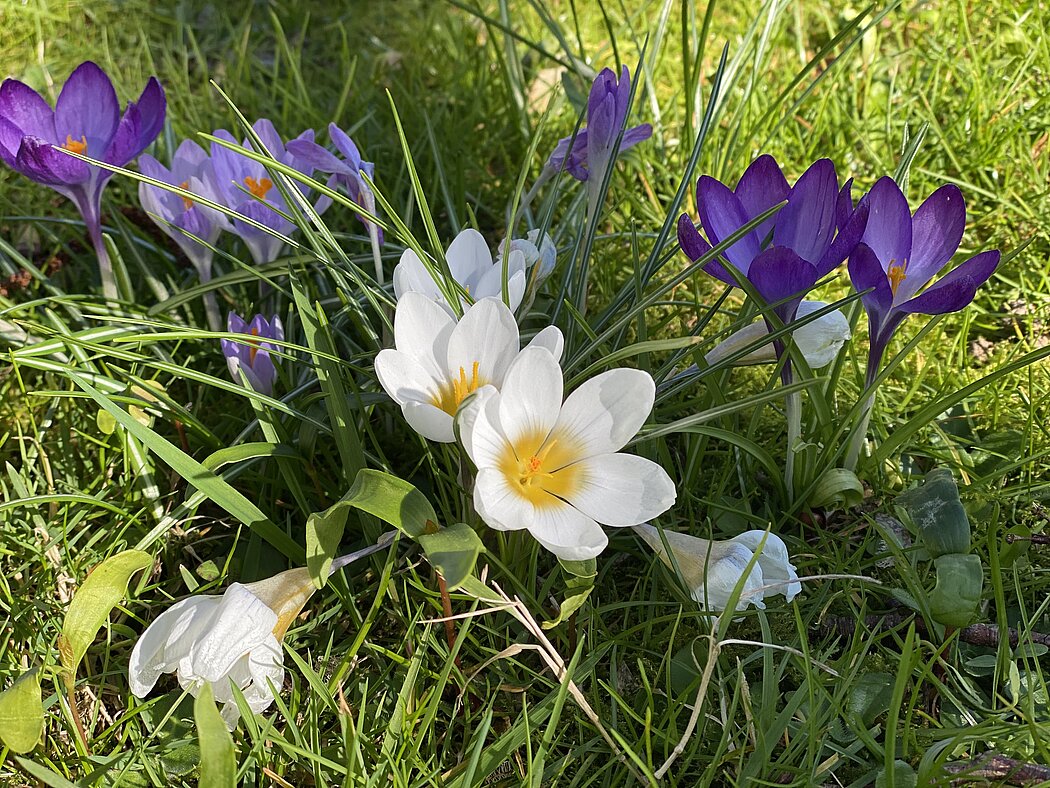 Blühende Krokusse, lila und weiss